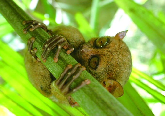 菲律賓眼鏡猴（Tarsius syrichta）