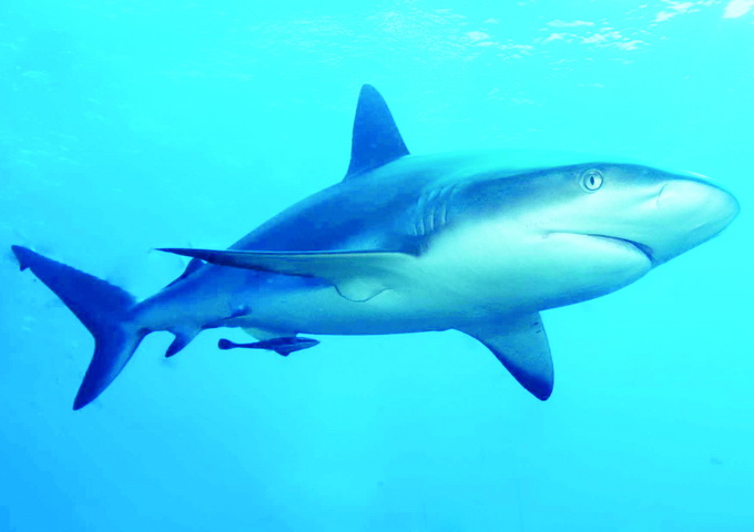 礁鯊（Caribbean reef shark，學名：Carcharhinus perezi）（圖／Wikipedia）