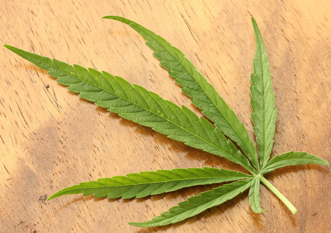 法國一份研究指出，大麻所具有的大麻素能夠提升的小鼠嗅覺，證實了大麻能提升食慾的說法。（圖／JonRichfield，Ｗikipedia，http://zh.wikipedia.org/wiki/File:Cannabis_sativa_leaf_Dorsal_aspect_2012_01_23_0830.JPG）