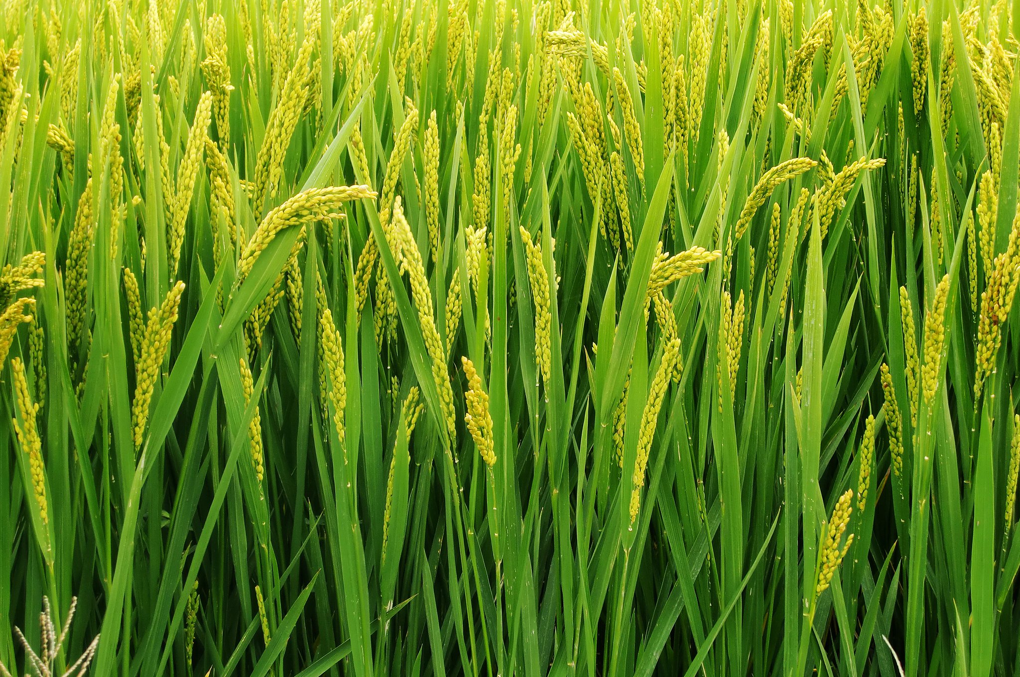 為了解決化學肥料與農藥的危害，有機農業應運而生，更進一步和養殖業結合。（圖／Rica，flicker，https://www.flickr.com/photos/shanghaidoge/10036494463）