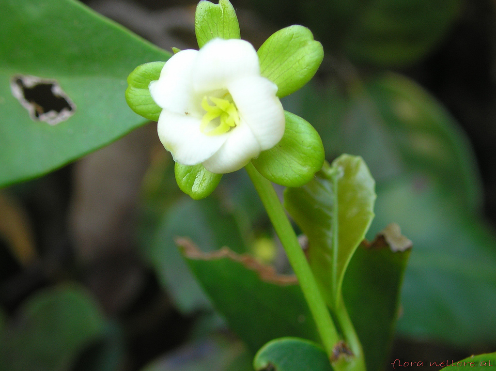 此為大戟科植物的雌花，透過與雄花相異的香味，讓昆蟲辨認雄、雌花。（圖／Wikimedia）