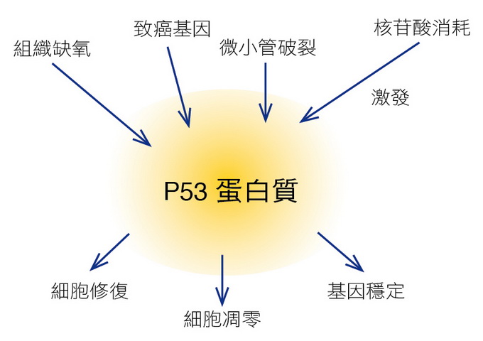 P53蛋白質的活化和功能。