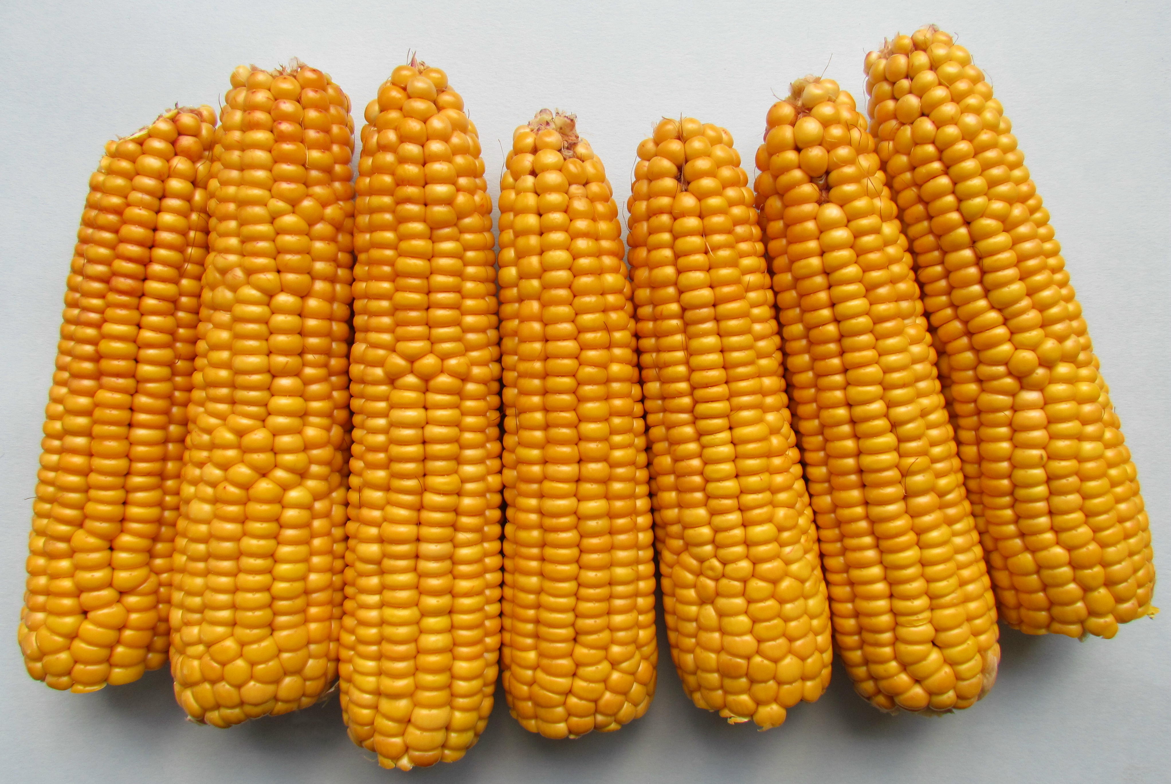 美國的玉米田所種的玉米，大多用來當作生質酒精的原料。（Photo by Ozzy Delaney under CC BY。）