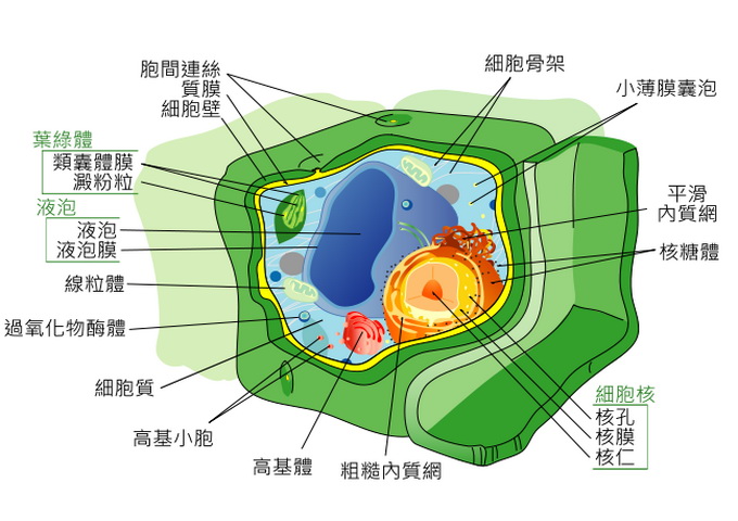 典型植物細胞結構圖