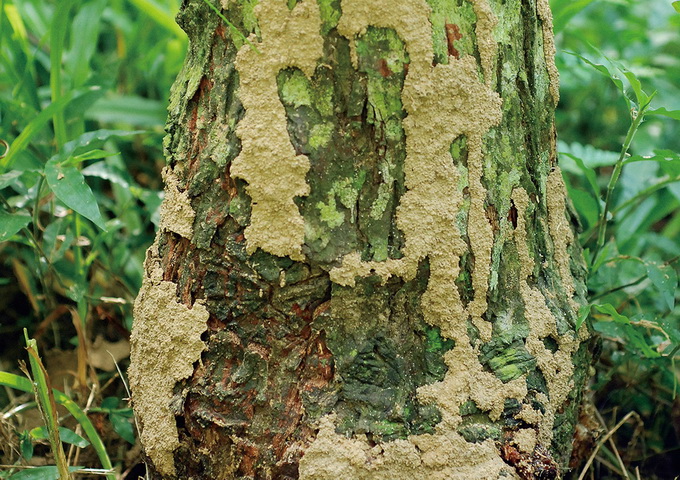 臺灣土白蟻在樹皮上構築泥道，形狀多變，有的成為片狀，稱為泥板。（圖／葉信廷）