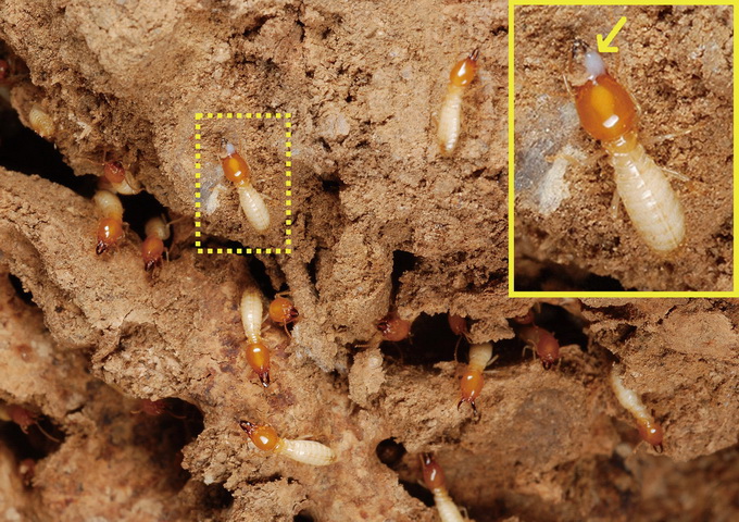 ‬家白蟻的兵蟻守衛在破開的泥道口，箭頭所指是兵蟻分泌的白色乳液，用來防衛螞蟻的攻擊。（圖／葉信廷）