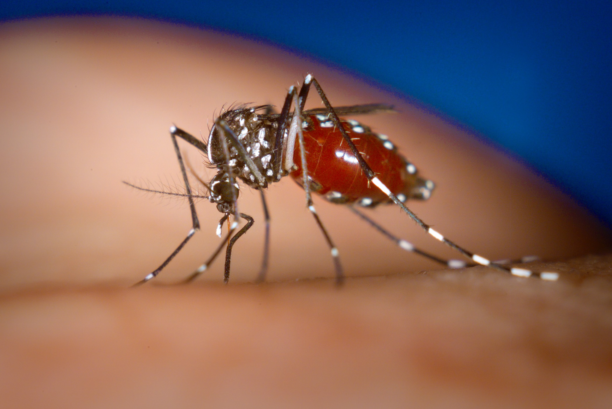 白線斑蚊在臺灣極為常見，也是登革熱的傳播媒介之一。（圖／James Gathany，CDC）