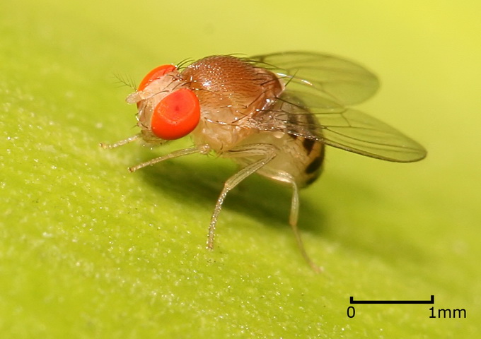 美國研究人員發現，只要破壞果蠅的一個氣味受體基因的功能，就會改變新陳代謝模式，進而延長其壽命。