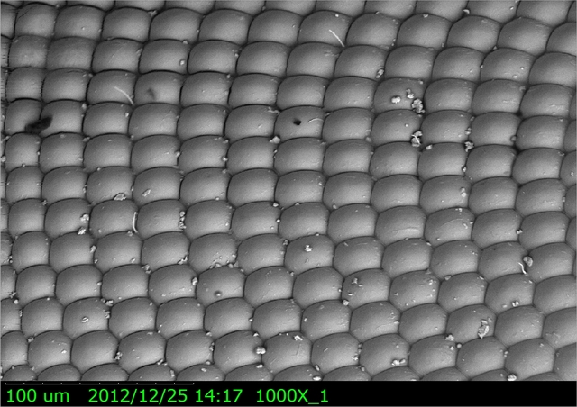 使用團隊所研發的電子顯微鏡觀測蒼蠅的複眼。(圖／陳福榮)