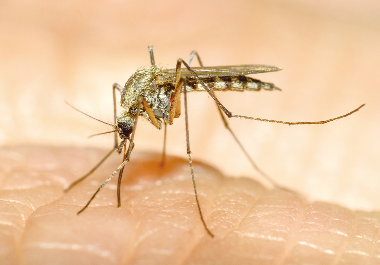 只有雌瘧蚊會因吸血而傳播瘧原蟲給人。