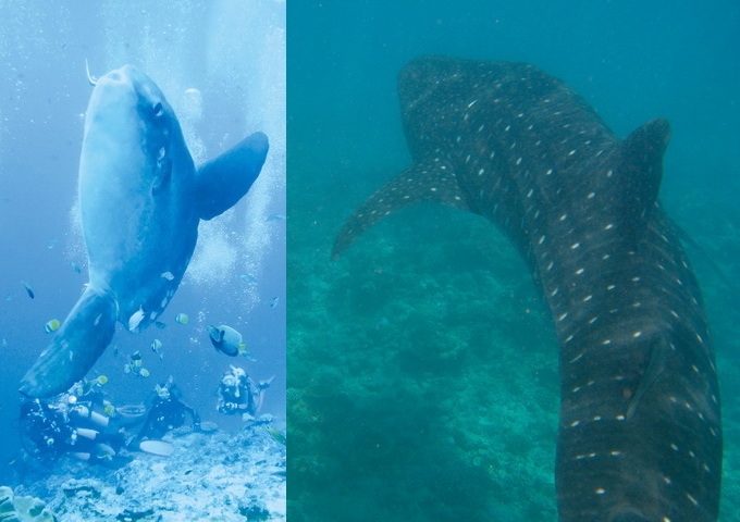 翻車魚（曼波魚）與個性溫和的鯨鯊