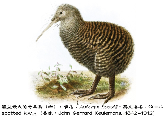 體型最大的奇異鳥（雌），英文俗名：Great spotted kiwi。（畫家：John Gerrard Keulemans, 1842 -1912）