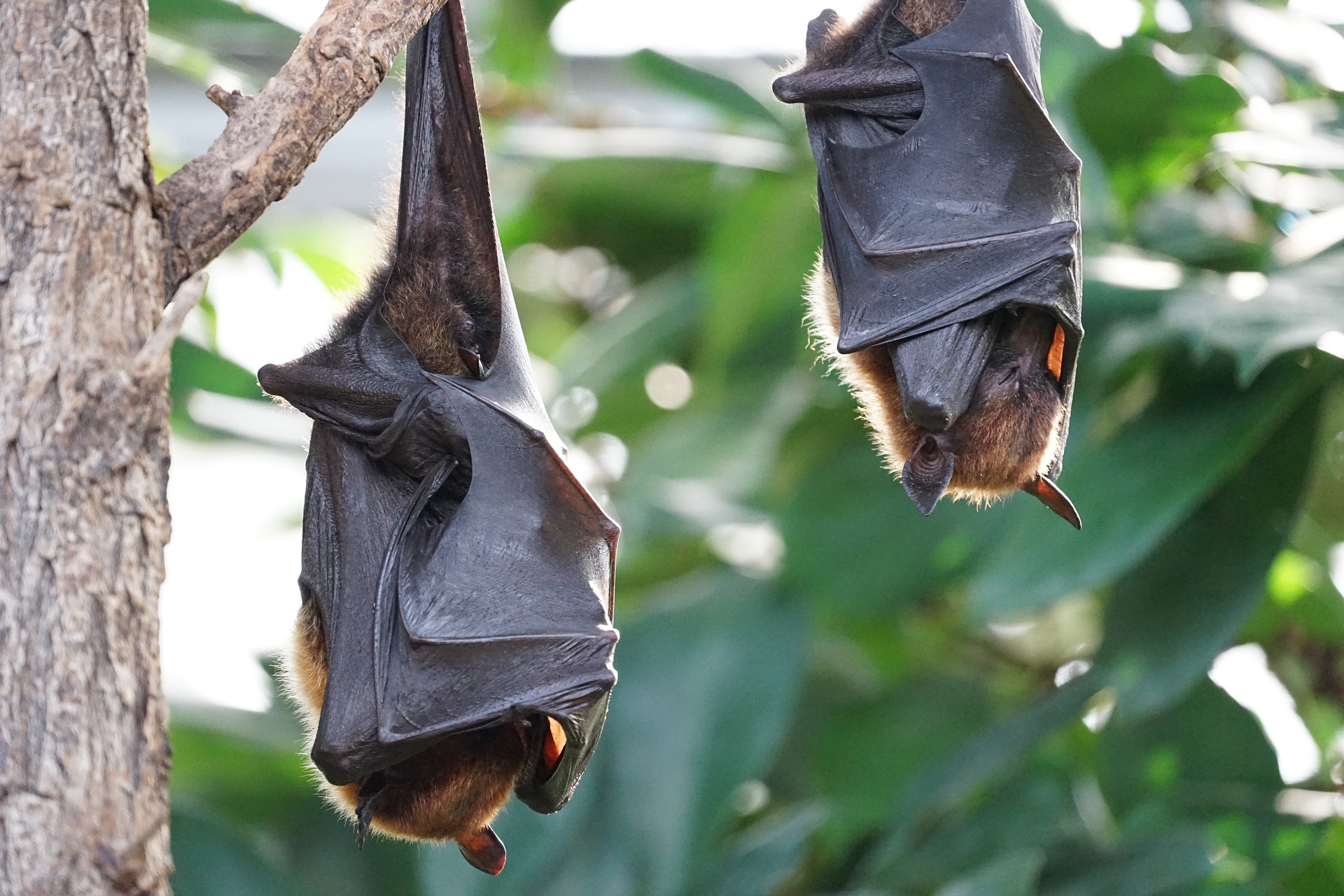 模仿蝙蝠的雷達科技是仿生技術的先驅者。（圖／Pixabay）