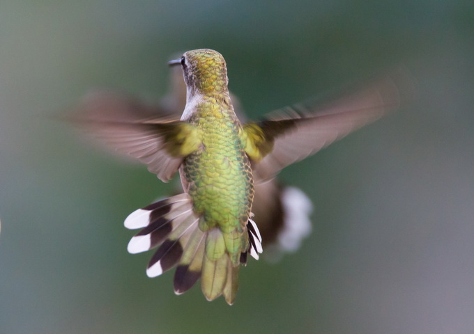 希望製作一架微型飛機像鳥類或蝴蝶那麼小，就得向會飛的動物學習飛行技巧了。（圖／Wikipedia）