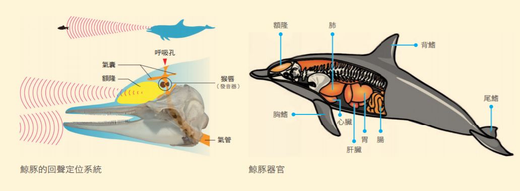 鯨豚的回聲定位系統（左圖），鯨豚器官（右圖）