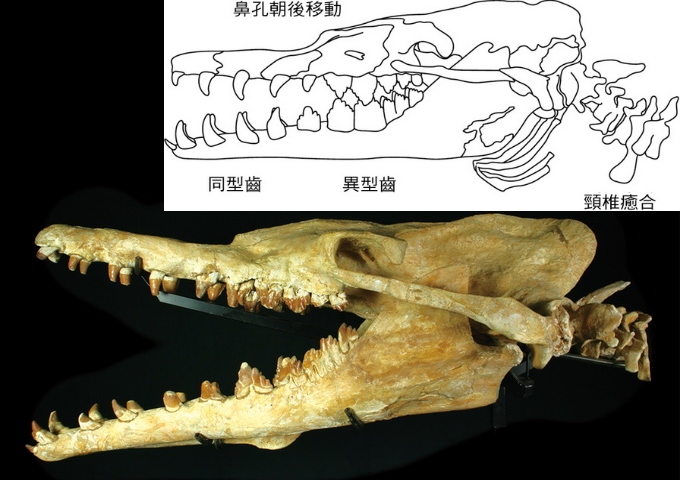 龍王鯨頭骨化石，同型齒位於口腔前端，異型齒位於後端，頸椎椎體緊縮。