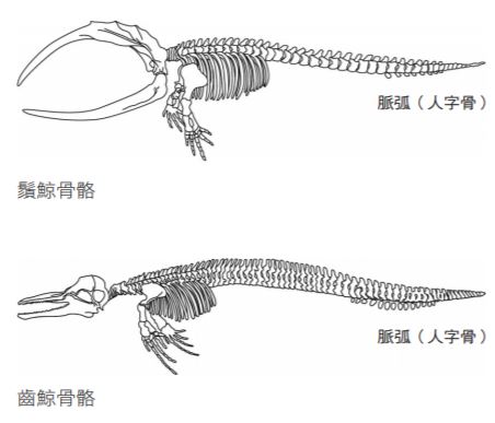 鬚鯨骨骼（上圖），齒鯨骨骼（下圖）