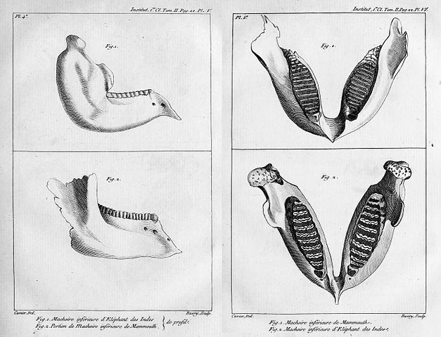 居維葉比較了歐洲的猛瑪象化石和現今的印度象骨骼，認為差異甚大，不可能被當時自然科學家的說法所解釋：猛瑪象沒有滅絕，只是移動到熱帶生活。（圖／wikipedia）