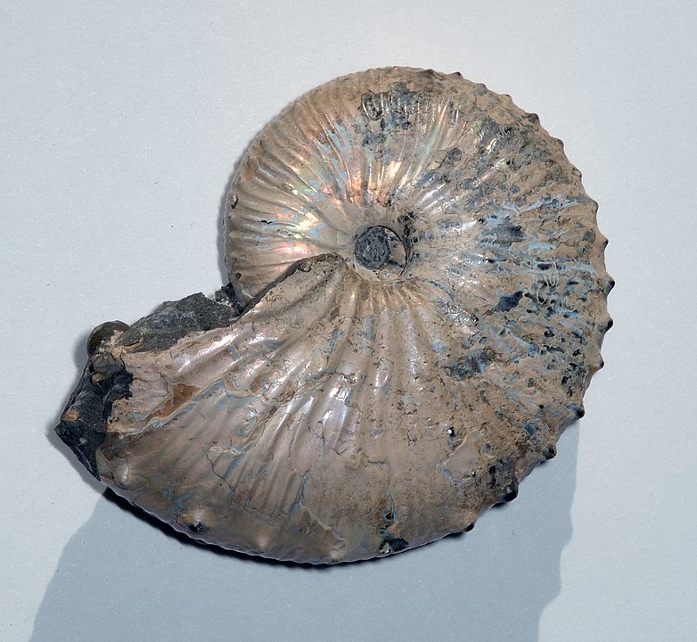 菊石是中生代侏羅紀的標準化石（圖／wikipedia）