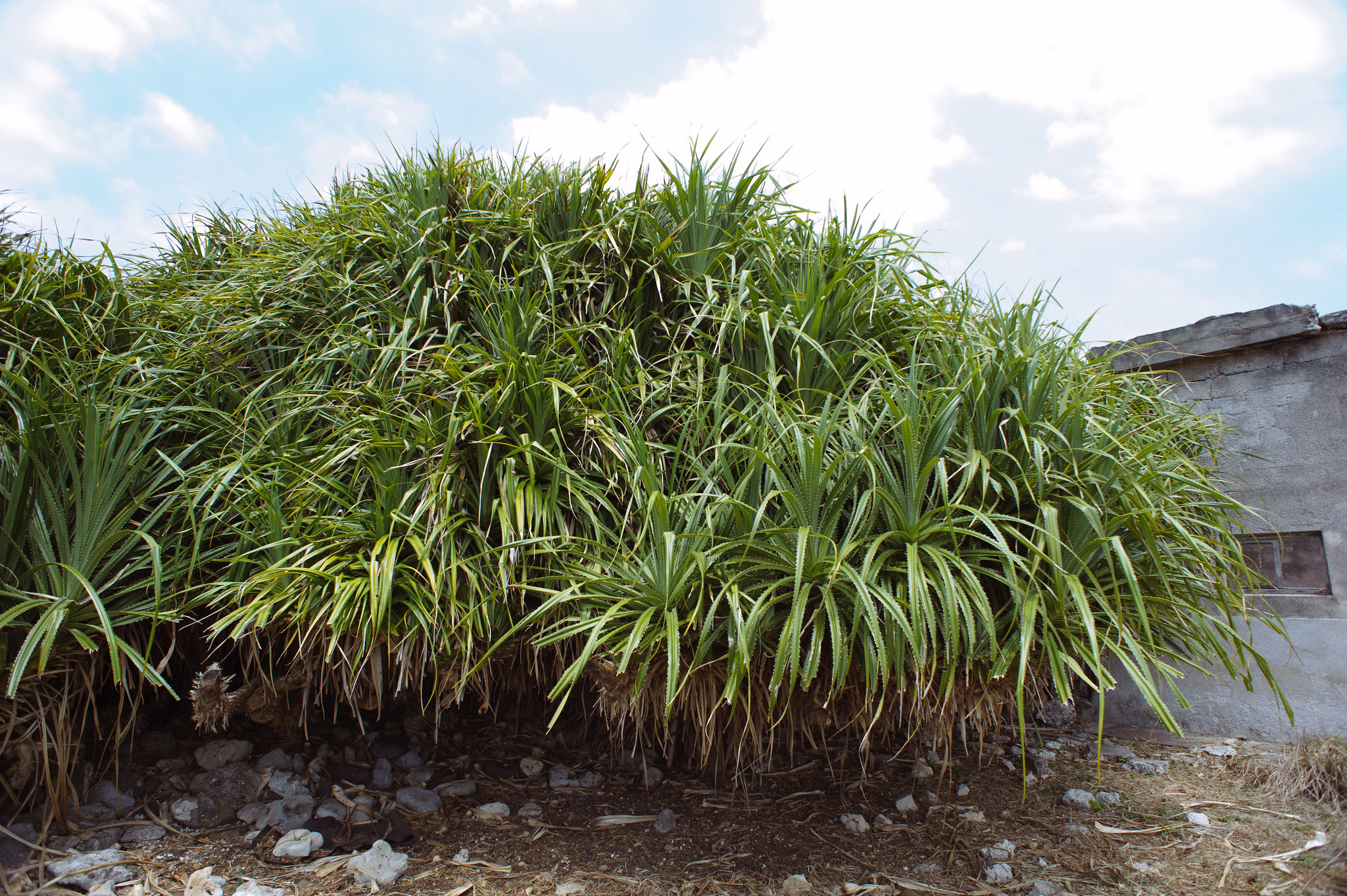 排灣族的山林智慧與植物知識 最新文章 科技大觀園