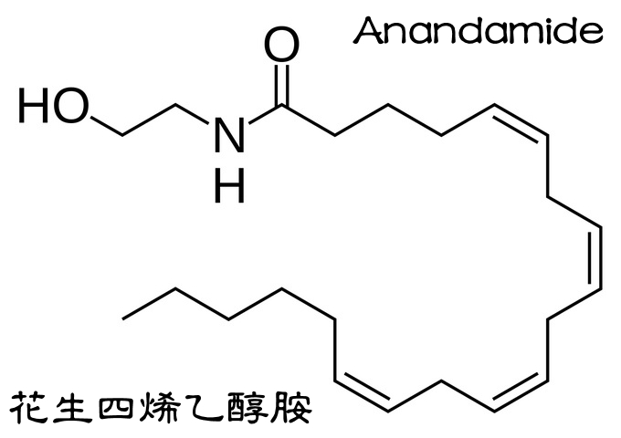 大麻素（花生四烯乙醇胺）2D結構式。（圖／Fvasconcellos，Wikipedia）