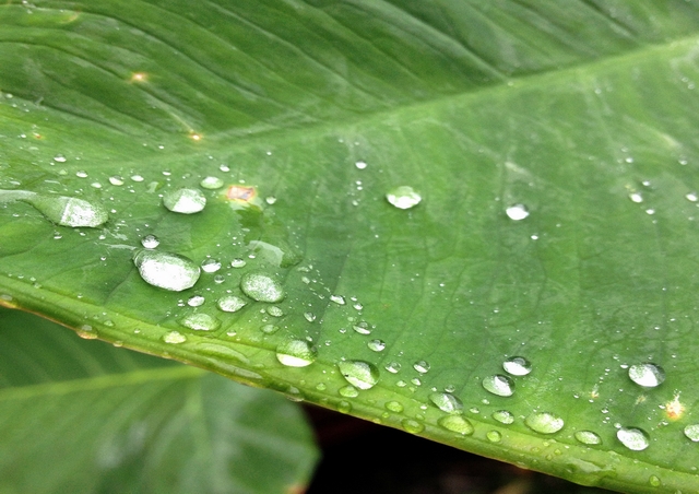許多植物的葉表面具有「疏水」的特性，雨水落在上面後，會凝聚成水珠，並能輕易的掉落，不會停留在表面。