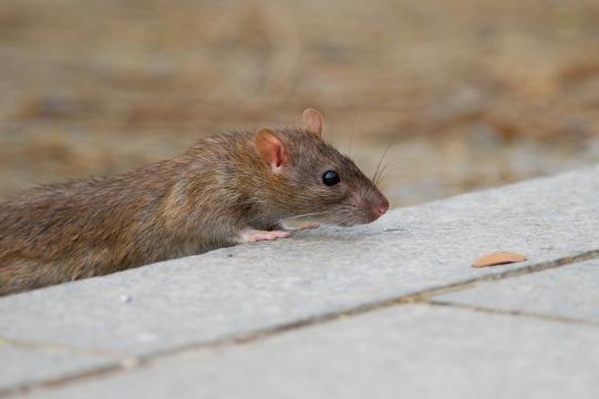 日本關西學院大學教授透過實驗發現老鼠其實也有同理心。（圖／白欽源，臺灣生命大百科）