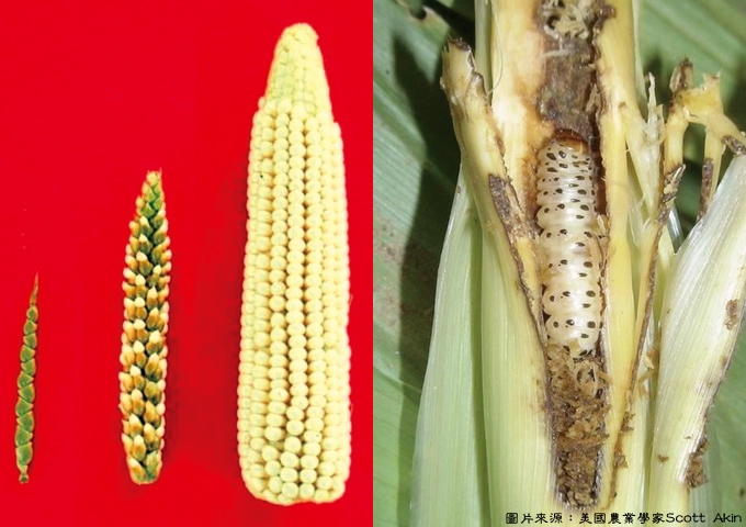 玉米的演化（左圖，來源：Wikimedia Commons），右圖為玉米螟蟲幼蟲。