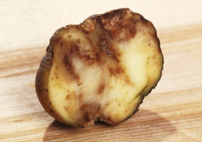 遭受晚疫病的馬鈴薯（圖片來源：Wikimedia Commons）