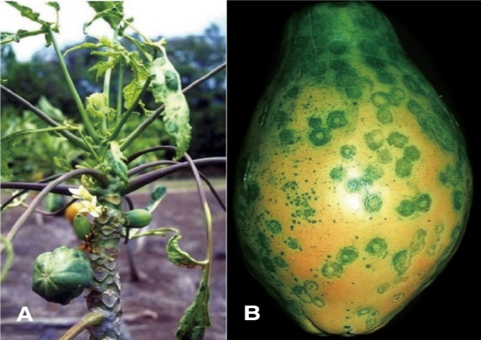 木瓜遭受輪點病毒攻擊後的外觀（圖片來源：Wikimedia Commons）