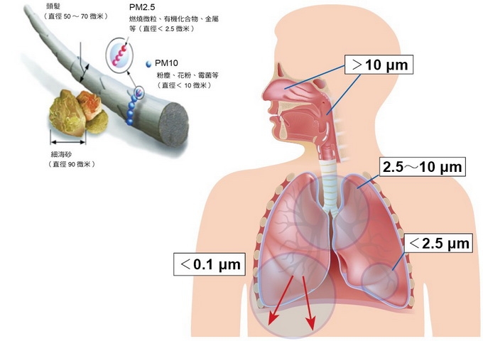呼吸系統中，不同粒徑微粒附著部位示意圖；左上為PM10和PM2.5微粒的尺寸比較示意圖。（圖 / US EPA）