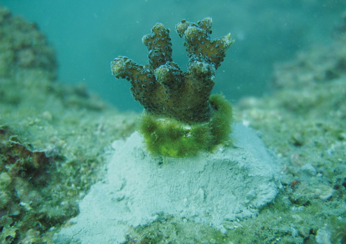 由潛水員把小珊瑚從實驗室裡移植到海底，期望能重現「祕密花園」的榮景。