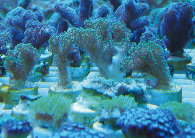 陸上珊瑚種苗培育情形，可見共生藻族群慢慢恢復而回復正常的顏色。