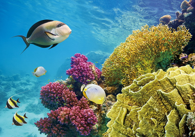 珊瑚礁常被比喻為「海洋的熱帶雨林」（圖片來源：種子發）