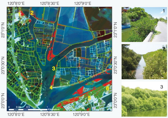 經由高光譜影像光譜角分類的台江國家公園研究區內紅樹林分布圖及（部分）現地照片