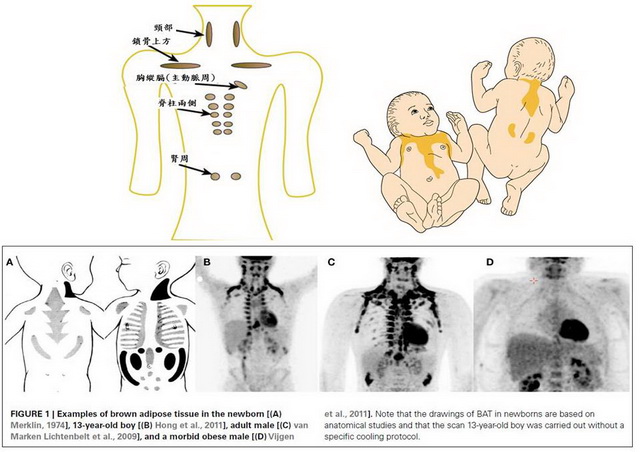 人體褐脂的分布隨著年齡而有改變。新生兒主要位在肩胛間區（interscapular region）、頸後（posterior cervical）、腎周（perirenal）、腸骨上方（suprail-iac）。九歲以後到成年則主要存在鎖骨上方（supraclavicular）、腋窩（axillary）和脊柱周邊（paravertebral）。