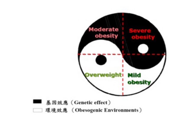 太極圖來解釋說明造成不同型肥胖的成因。基因（Gene）與環境（Obesogenic enviroment）因子對不同嚴重程度肥胖之影響。（圖片來源：研究團隊自繪）