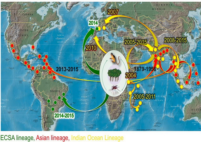 屈公病源自非洲，綠色箭頭為東中南非(ECSA)種系的傳播路徑，紅色箭頭和紅點顯示亞洲(Asian)種系病毒的傳播路徑，黃色箭頭和黃點則為印度洋(IOL)種系病毒的傳播路徑。（圖片來源：撰稿團隊取自Weaver和Forrester, 2015）。