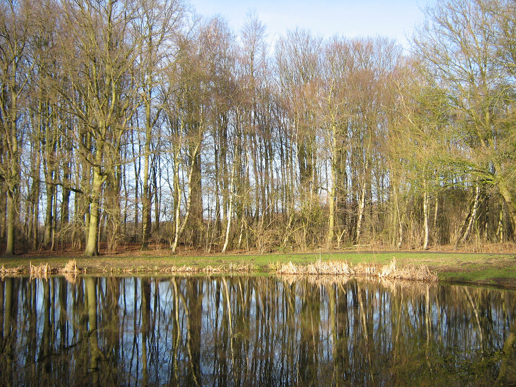 阿姆斯特丹公園冬季景色葉落枝黃(圖片來源flickr:DennisM2)