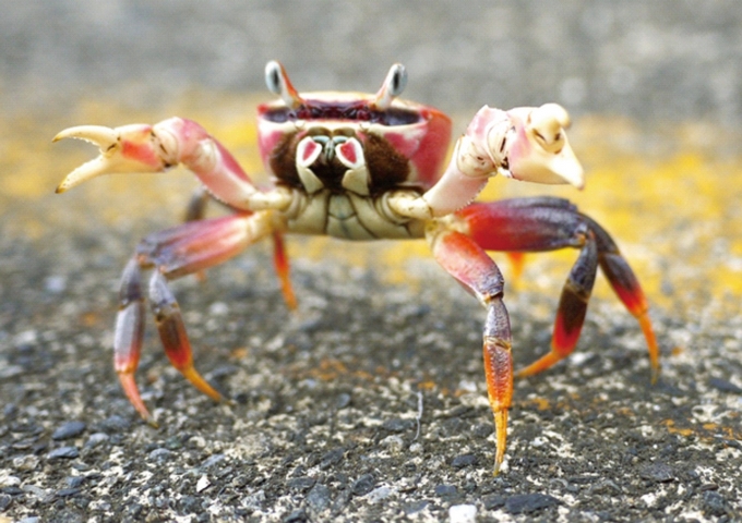 陸蟹是台灣極易受路殺威脅的種類之一