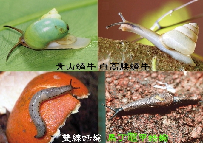 雖然有些蝸牛不具外殼，如蛞蝓等，但一般的蝸牛是有殼的。