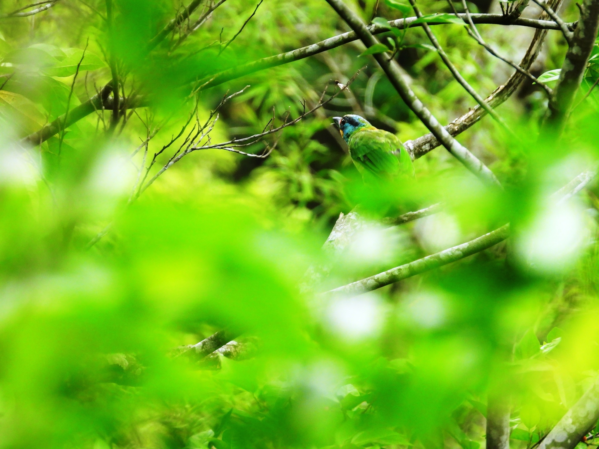 五色鳥，拍攝於宜蘭縣。（圖／Max Hsieh(雁子)，iNaturalist）