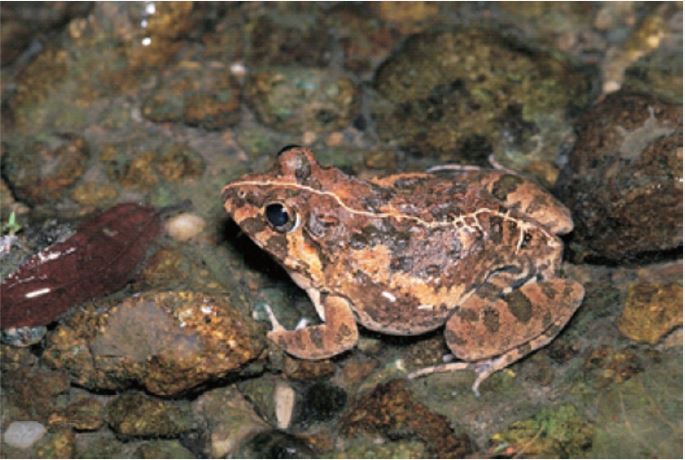 澤蛙是台灣平地常見的中型蛙類，生活在沼澤濕地環境中。背部有長短不一的棒狀凸起，花紋顏色多變，有些個體背部中央有一條明顯的淺色背中線，有些個體沒有，變化很大。（圖 / 李鵬翔）