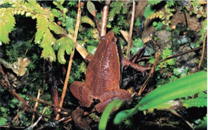 體長不到2 公分的黑蒙西氏小雨蛙，身體呈三角形，因背中央有兩個小括弧（）花紋，又稱為小弧斑姬蛙。牠主要棲息在台灣中南部的平地草澤濕地環境中，在春夏繁殖。（圖 / 李鵬翔）