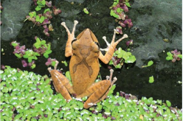 斑腿樹蛙是台灣最新記錄的外來種蛙類，體長約4∼ 6 公分，背部褐色有X、條紋或國字「又」形花紋，大腿內側呈黑底白點。牠的繁殖期在春夏兩季，這時從樹林遷徙到池塘或有積水的環境，適應很好，正快速擴散中。（圖 / 李鵬翔）