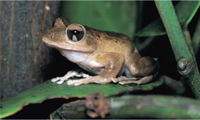 褐樹蛙是台灣特有的中型樹蛙，分布在台灣低海拔山區，平時棲息於森林環境中，夏天遷徙到溪流繁殖。（圖 / 李鵬翔）