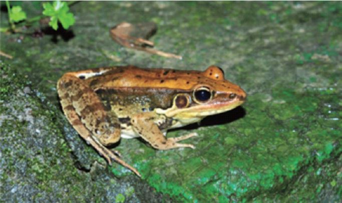 貢德氏赤蛙是大型的蛙類，常見於平地池塘環境中，春夏繁殖期間，雄蛙發出的鳴叫聲像狗，因此被暱稱為「狗蛙」。（圖 / 李鵬翔）