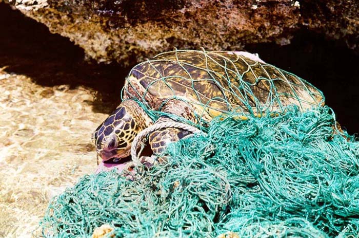 海洋垃圾與人類活動有關，卻造成許多海洋生物的惡夢，全球每年有逾百萬的生物因海洋垃圾而死。（圖片來源：wikipedia。）