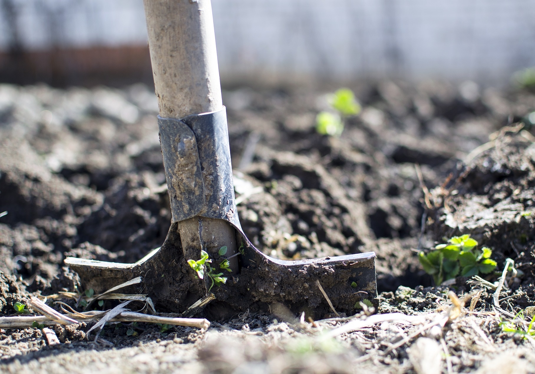土壤的成分，是影響植物生理狀況的重要因素。（圖／Pixabay）