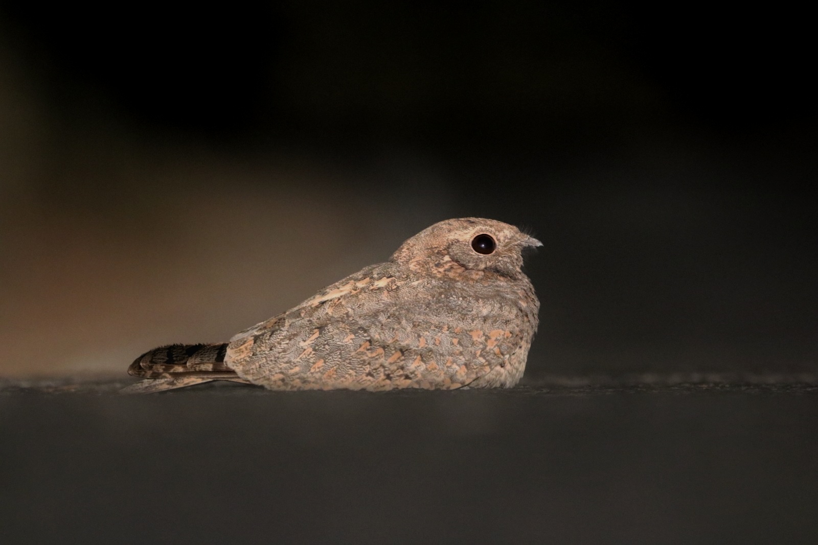 夜鷹的外表也許不起眼，但是叫聲卻讓人印象深刻。（圖／Ravi naidu wildlife，Wikipedia，CC BY-SA 4.0）